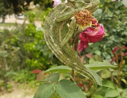 Image 1 for הרכב שמנגן רוקנרול אמריקאי